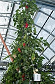 Jalapeno chili peppers in culture in hydroponics room. Lufa Farms. Montreal. Province of Quebec. Canada