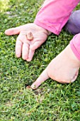 Planting crocus bulbs in a lawn