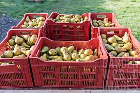 Pear_Conference_harvest_in_an_orchard