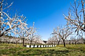 Almond trees in bloom and hives in Venasque - Provence - France