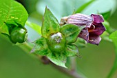 BAtropa belladonna flower and fruit before maturity, toxic to humans , medieval garden, Ferrette , Alsace, France