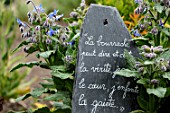 Borago officinalis and French quote on slate, in medieval garden , Saint-Valery-sur-Somme , Picardy, France