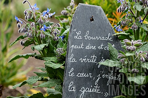 Borago_officinalis_and_French_quote_on_slate_in_medieval_garden__SaintValerysurSomme__Picardy_France