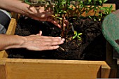 Preparation and planting in a wooden container