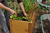 Preparation and planting in a wooden container