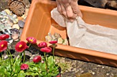 Preparation and planting of a window flower box