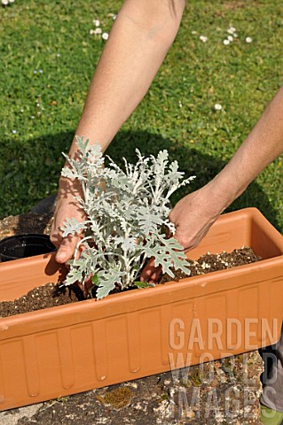 Preparation_and_planting_of_a_window_flower_box