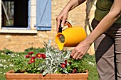 Preparation and planting of a window flower box
