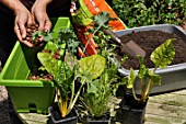 Planting vegetables in a window box
