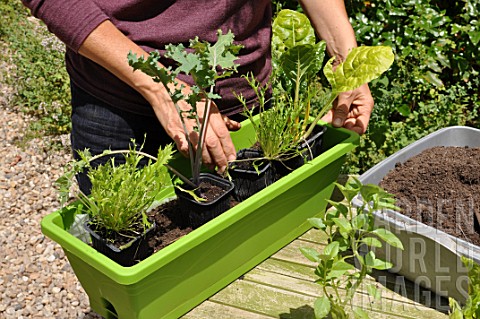 Planting_vegetables_in_a_window_box