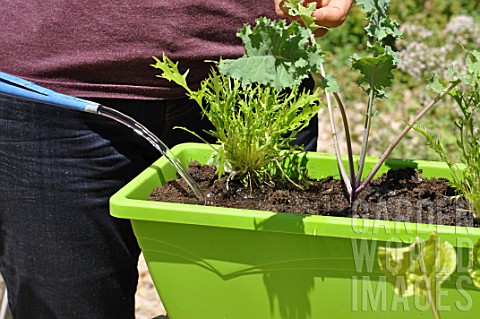 Planting_vegetables_in_a_window_box