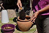 Planting of a Dahlia in a pot