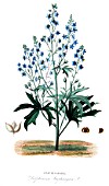 Botanical board drawing of Delphinium staphisagria