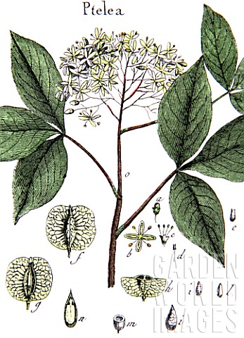Botanical_board_drawing_of_Ptelea