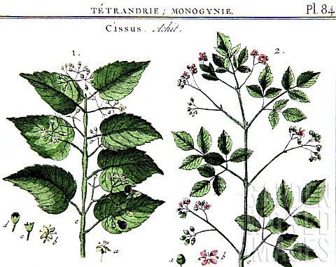 Botanical_board_drawing_of_Cissus