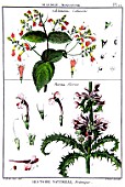 Botanical board drawing of Collinsonia and Morina
