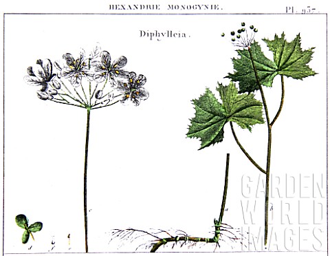 Botanical_board_drawing_of_Diphylleia