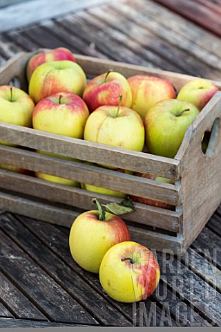 Apple_Delbar_harvest_in_a_garden