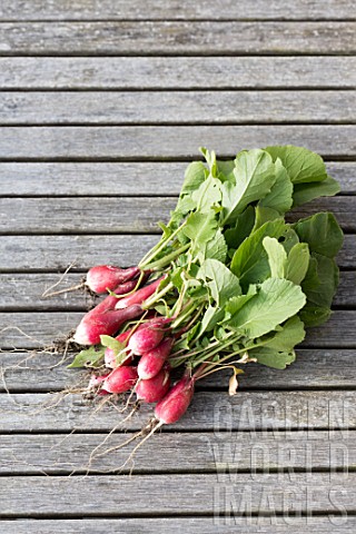 Harvest_of_organic_radishes