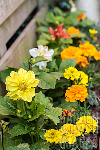 Potted_flowers_in_bloom_in_a_garden