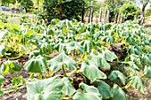 Squash plants in a period of drought