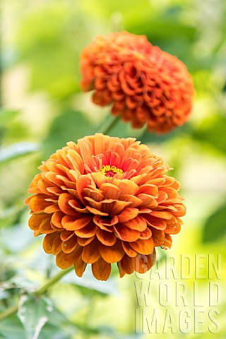 Dahlia_orange_in_bloom_in_a_garden