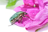 Rose chafer beetle (Cetonia aurata) on Rose (Rosa sp)