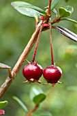 Ugni molinae (Chilean guava)