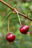 Ugni molinae (Chilean guava)