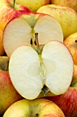 Malus domestica Antares (Apple Dalinbel)
