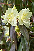 Rhododendron lutescens