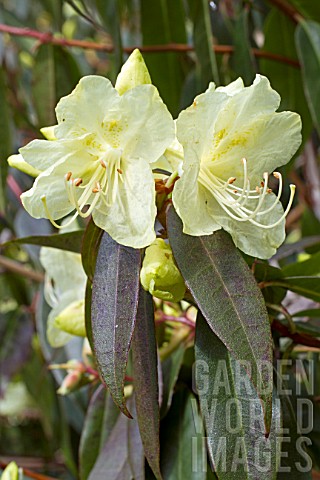 Rhododendron_lutescens