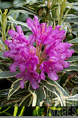 Rhododendron_Variegatum