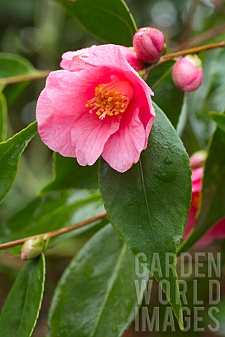 Camellia_Cornish_Spring