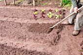 Preparing the kitchen garden soil before sowing