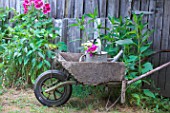 Old wooden wheelbarrow in a garden, Alcea and old wooden hut, countryside, Dordogne, France.
