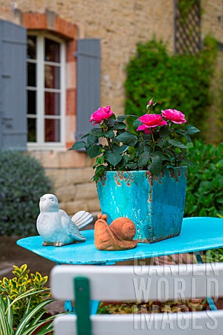 Miniature_Rosa_rose_in_bloom_in_a_garden_Provence_France