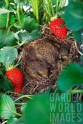 Chicks_in_nest_with_Stawberries_Kitchen_garden_Provence_France