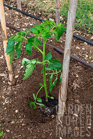 Tomato_planting__Seedling_planted_out_Provence_France