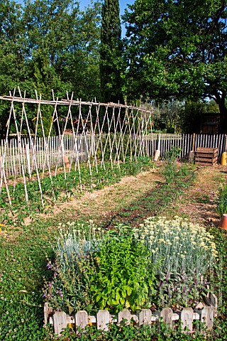 Herbs_in_a_square_foot_vegetable_garden_and_Tomatoes_on_stakes_Provence_France