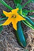 Zucchini with female flower, Provence, France
