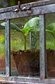 Zucchini seedlings in miniature glass greenhouse, Provence, France