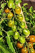 Cherry tomato Green Grape, Provence, France