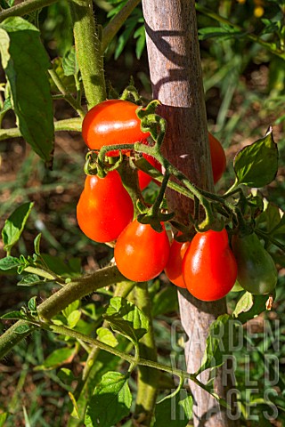Tomato_Red_Pear_Provence_France