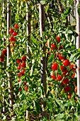 Cherry tomato Sweet, Provence, France