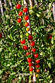 Cherry tomato Supersweet 100, Provence, France
