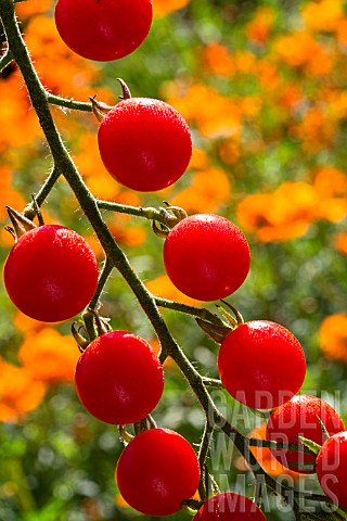 Cherry_tomato_Supersweet_100_Provence_France