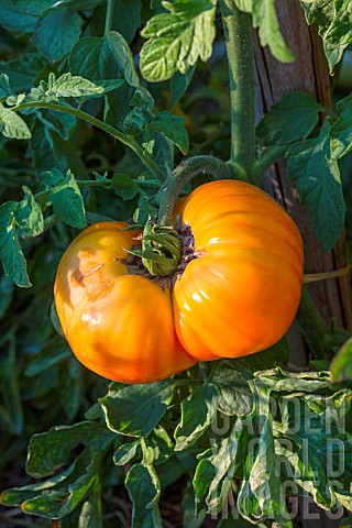 Sun_scald_effect_on_a_Tomato_Pinneapple_Provence_France