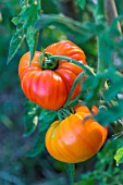 Tomato Margold, Provence, France