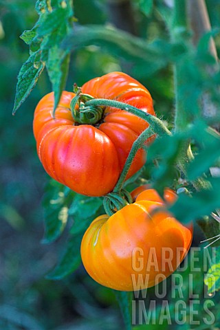Tomato_Margold_Provence_France